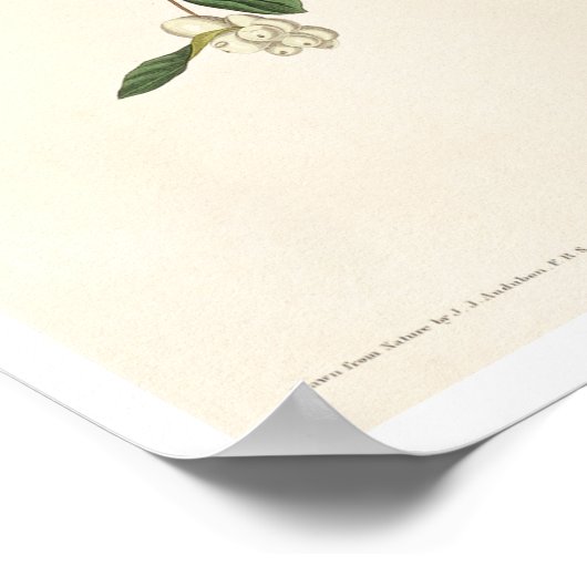 Lesser Red-Poll by Audubon Poster ポスター (角)