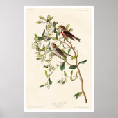 Lesser Red-Poll by Audubon Poster ポスター (正面)