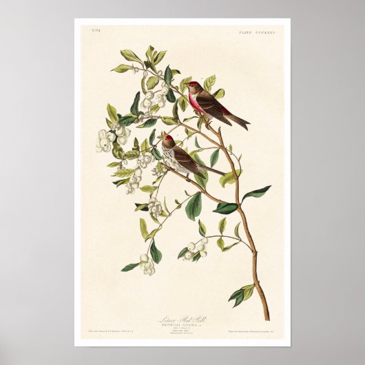 Lesser Red-Poll by Audubon Poster ポスター (正面)