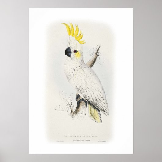 Lesser sulphur-crested cockatoo ポスター (正面)