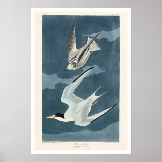 Lesser Tern by Audubonポスター ポスター (正面)