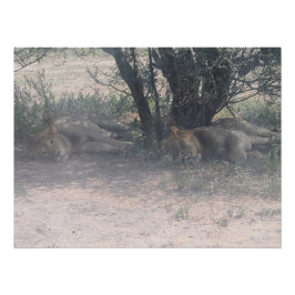 Let Sleepy Lions Lie ポスター