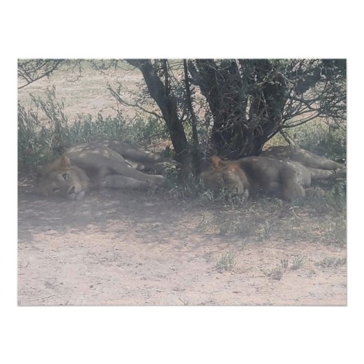 Let Sleepy Lions Lie ポスター (正面)