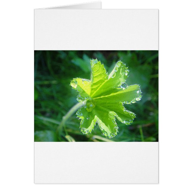 Leuchtendes Blatt mit Wassertropfen (正面)