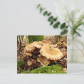 Leucopaxillus giganteusキノコ葉書 ポストカード (スタンド正面)