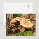 Leucopaxillus giganteusキノコ葉書 ポストカード (正面/裏面)