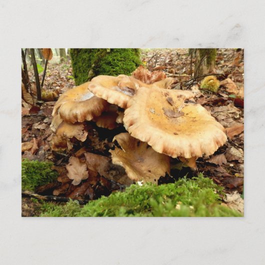 Leucopaxillus giganteusキノコ葉書 ポストカード (正面)