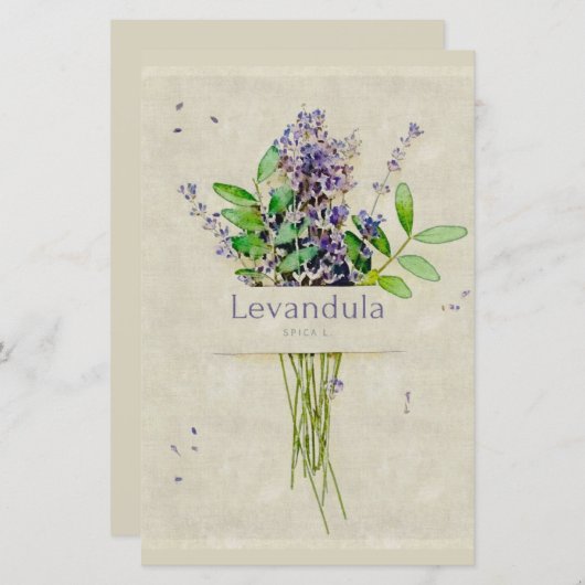 Levandula spica l. notepad (正面/裏面)