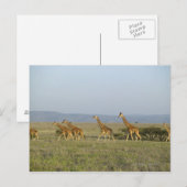 Lewa Wildlife Conservancy（ケニア） ポストカード (正面/裏面)