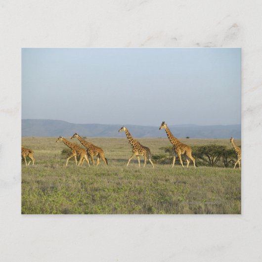 Lewa Wildlife Conservancy（ケニア） ポストカード (正面)