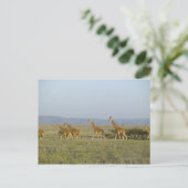 Lewa Wildlife Conservancy（ケニア） ポストカード (スタンド正面)