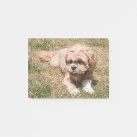 Lhasa Apso dog ポストイット (正面)