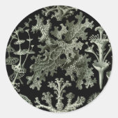 Lichen by Ernst Haeckel、ヴィンテージ自然工場 ラウンドシール (正面)