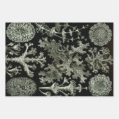 Lichen by Ernst Haeckel、ヴィンテージ自然工場 ラッピングペーパーシート (正面)