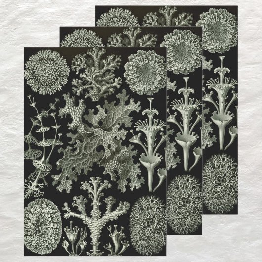 Lichen by Ernst Haeckel、ヴィンテージ自然工場 ラッピングペーパーシート