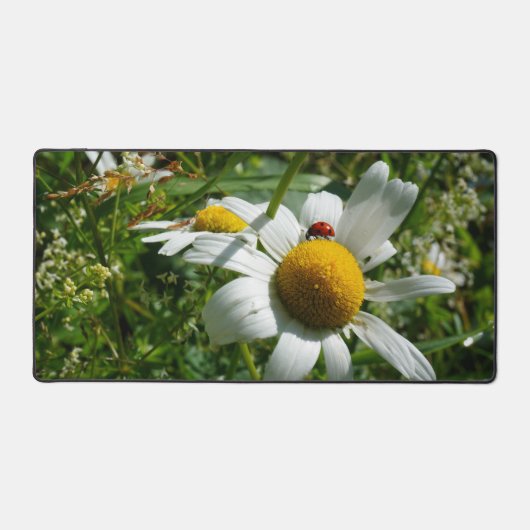 Lieveheersbeestje op margriet in de natuur. デスクマット (正面)