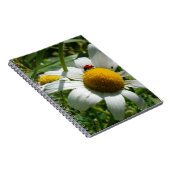 Lieveheersbeestje op margriet in de natuur. ノートブック (右側)