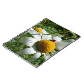 Lieveheersbeestje op margriet in de natuur. ノートブック (左側)