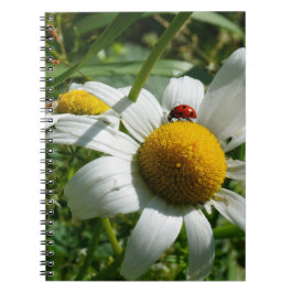 Lieveheersbeestje op margriet in de natuur. ノートブック
