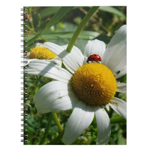 Lieveheersbeestje op margriet in de natuur. ノートブック (正面)