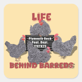 Life Behind Barreds (Barred Plymouth Rock Hens) スクエアシール