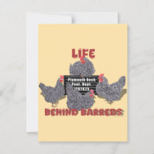 Life Behind Barreds (Barred Plymouth Rock Hens)