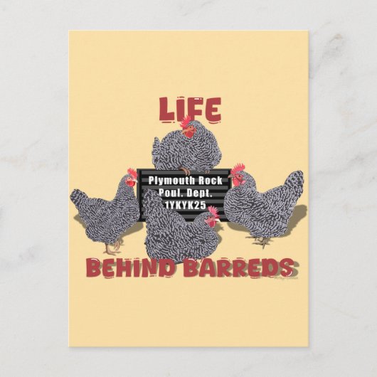 Life Behind Barreds (Barred Plymouth Rock Hens) ポストカード (正面)