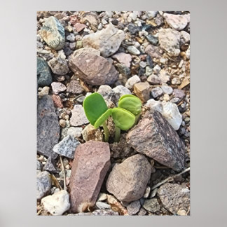 Life in the Rocks写真 ポスター