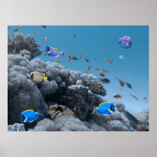Life on the Coral Reef – コーラルブリーチング ポスター