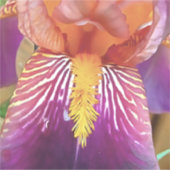 Light Irisマクロ·芸術的抽象芸術 シール (正面)