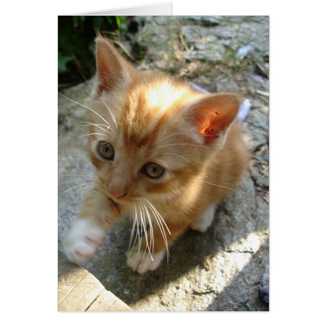 Lilの赤の子ネコ (正面)