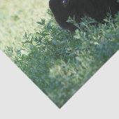 Lilの黒いバニー 薄葉紙 (詳細)