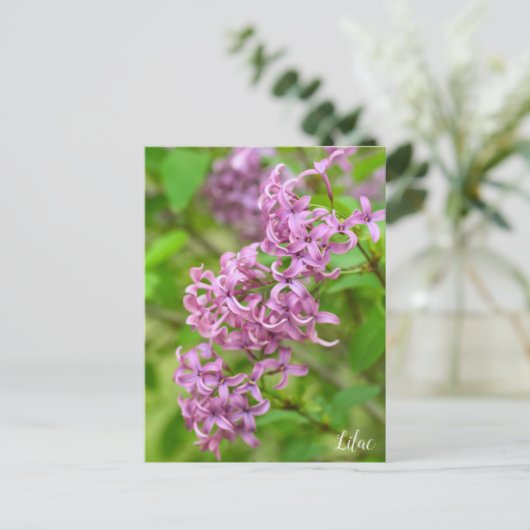 Lilac ポストカード (スタンド正面)