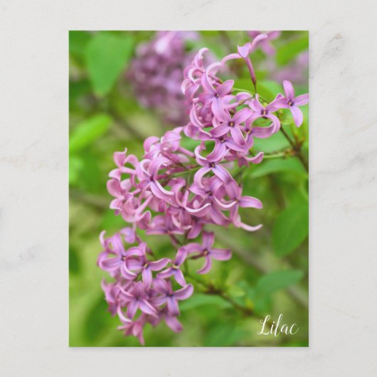 Lilac ポストカード (正面)