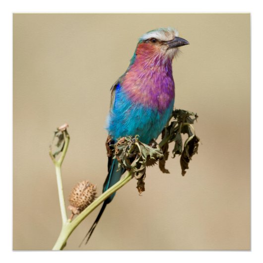 Lilac breasted Roller ポスター (正面)