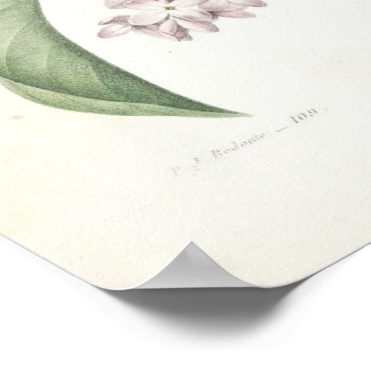 Lilac or Lilas ポスター (角)