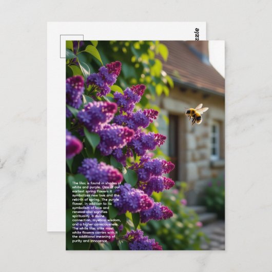 Lilac Symbolism ポストカード (正面/裏面)