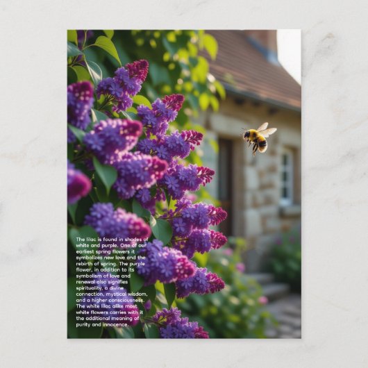 Lilac Symbolism ポストカード (正面)