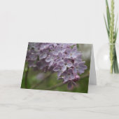 Lilac (Syringa spp.) カード (正面)
