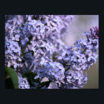 Lilac Vision Print ポスター<br><div class="desc">One look at this lovely springtime lilac in bloom makes one close their eyes and sense the fragrance--a totally relaxing photo. Go to my ASSORTED FLOWERS SECTION to view matching and coordinating lilac cards and gift items.</div>