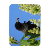 Lilacsマグネットでスターリング マグネット (縦)