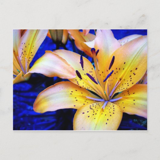 LilienArt ポストカード (正面)