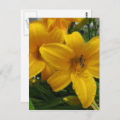 Lilies in Rainはがき ポストカード (正面/裏面)