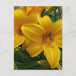Lilies in Rainはがき ポストカード