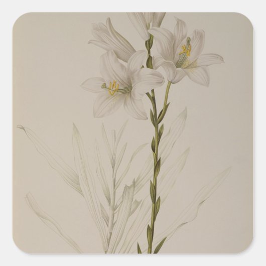 Lilium Candidum, from 'Les Liliacees', 1807 スクエアシール (正面)