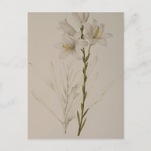 Lilium Candidum, from 'Les Liliacees', 1807 ポストカード (正面)