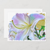 Lilium ‘Casa Blanca’  [Postcard] ポストカード (正面/裏面)