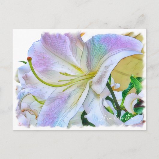 Lilium ‘Casa Blanca’  [Postcard] ポストカード (正面)
