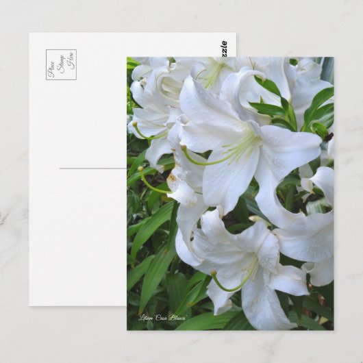 Lilium ‘Casa Blanca’  [Postcard] ポストカード (正面/裏面)