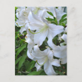 Lilium ‘Casa Blanca’  [Postcard] ポストカード (正面)